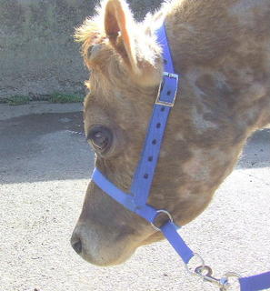 Halter - Yearling Leading